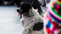 Η ψεύτικη πορεία που διοργάνωσαν στη Χιλή για τον επαναστάτη σκύλο που πυροβόλησε η αστυνομία