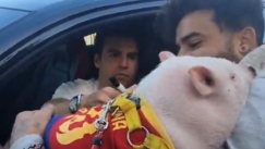 O Ρίκι Πουτς έδωσε αυτόγραφο σε γουρούνι που φορούσε την φανέλα της Μπαρτσελόνα (vid)