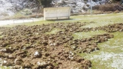 Κοπάδι από αγριογούρουνα «όργωσε» το γήπεδο του ΠΑΟΚ Σταυρού (vid)