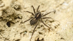 Ιρλανδός κόντεψε να χάσει τα γεννητικά του όργανα από τσίμπημα σπάνιας αράχνης (vid)