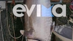 Ψαράς στην Εύβοια έπιασε ψάρι 1,5 μέτρο και 60 κιλά