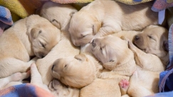 Αδιανόητη κτηνωδία στην Ηλεία: Σκότωσε με χορτοκοπτικό εννιά κουτάβια