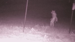  Μυστηριώδες πλάσμα εμφανίστηκε σε ζωολογικό κήπο του Τέξας (vid)