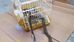 Φίδι μπήκε σε αυλή σπιτιού στη Λάρισα και καταβρόχθισε καναρίνι 