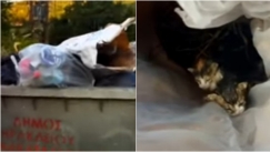 Κρήτη: Πρόστιμο 250.000 ευρώ σε άνδρα που πέταξε γατάκια σε κάδο απορριμμάτων (vid)