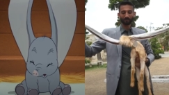 Κι όμως ο «Ντάμπο» υπάρχει αλλά είναι τράγος και όχι ελεφαντάκι (vid)