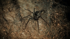 Αράχνη «Μαύρη Χήρα» τσίμπησε αγρότη στις Σέρρες και νοσηλεύεται: «Πόνοι σε όλο μου το σώμα»
