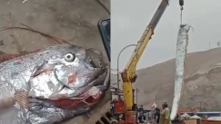 Απόκοσμο ψάρι 5 μέτρων: «Οιωνός καταστροφών», λέει η παράδοση στην Χιλή (vid)