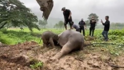 Συγκλονιστική στιγμή: Κτηνίατροι κάνουν ΚΑΡΠΑ σε ελέφαντα που έπεσε σε αποχέτευση, πηδώντας πάνω στο σώμα του (vid)