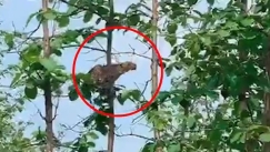 Βίντεο που κόβει την ανάσα στην Ινδία: Λεοπάρδαλη πηδάει ψηλά σε δέντρο για να πιάσει μικρή μαϊμού, αλλά σπάει το κλαδί