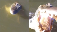 Η στιγμή που κροκόδειλος βλέπει drone με κάμερα και πηδάει από το νερό καταβροχθίζοντάς το (vid)
