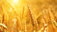 Υπεγράφη η συμφωνία Ρωσίας – Ουκρανίας για τις εξαγωγές σιτηρών