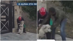 Μαίνεται η πυρκαγιά στην Πεντέλη, κινείται σε δύο μέτωπα: Εθελοντές σώζουν ζώα (vid)