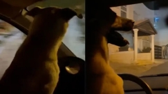 Ισραηλινός συνελήφθη αφού δημοσίευσε βίντεο που έχει βάλει τον σκύλο του να «οδηγάει» το αυτοκίνητο του (vid)