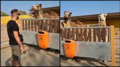 Τύπος τραγουδάει Αργυρό σε δύο καμήλες και αυτές χορεύουν: «Η άλλη είναι του ξένου για αυτό δεν χορεύει» (vid)