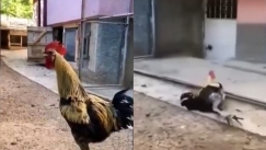 Μυθικός κόκορας τα δίνει όλα στο κακάρισμα, μέχρι να… πέσει κάτω (vid)