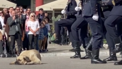 Ο πιο χαλαρός σκύλος της Θεσσαλονίκης: Δεν τον αγγίζει ούτε η παρέλαση (vid)