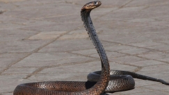 Άνδρας στην Κοζάνη οδηγούσε και ξαφνικά είδε ένα μεγάλο φίδι να κάθεται στη θέση του συνοδηγού
