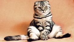 Γυναίκα στις ΗΠΑ πλήρωσε 25.000 ευρώ για να κλωνοποιήσει την αγαπημένη της γάτα (vid)