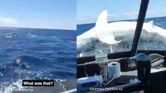 Η απίστευτη στιγμή που τεράστιος καρχαρίας «προσγειώνεται» σε αλιευτικό σκάφος (vid)