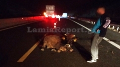 Φορτηγό συγκρούστηκε με αγελάδα στην εθνική οδό