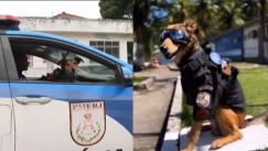 Ολιβέιρα: Ο «influencer» σκύλος της αστυνομίας του Ρίο που προκαλεί χαμό στο διαδίκτυο (vid)
