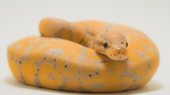  Η επιστήμη απεφάνθη: Τα φίδια έχουν κλειτορίδα