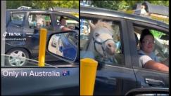 Έβαλε το άλογο στο πίσω κάθισμα του αυτοκινήτου και το πήγε στα McDonald's για παγωτό (vid)