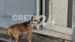 Σπαρακτικές εικόνες στην Κρήτη: Πιστός έξω από την πόρτα του νεκρού αφεντικού του ο σκύλος του (vid)
