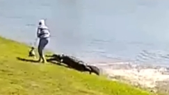 Τρομακτικό βίντεο: Η στιγμή που αλιγάτορας άρπαξε 85χρονη και τον σκύλο της