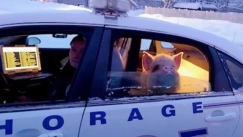 Γουρούνι στην Αλάσκα εθεάθη να κάθεται στο πίσω κάθισμα περιπολικο