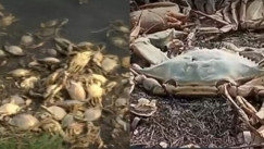 Μαζικός θάνατος χιλιάδων καβουριών στη λιμνοθάλασσα Κοτυχίου (vid)