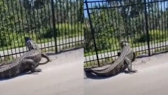Γιγάντιος αλιγάτορας στη Φλόριντα άνοιξε στα δύο μεταλλικό φράχτη (vid)