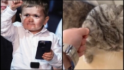 Αντιδράσεις για τον Hasbulla που κακοποιεί την γάτα του σε video
