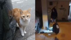 Εθελοντές στην Θεσσαλονίκη έσωσαν γάτα: Είχε εγκλωβιστεί σε πιλοτή πολυκατοικίας όπου γινόταν εργασίες (vid)