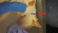Κτηνωδία στη Θεσσαλονίκη: Kλώτσησε στο κεφάλι γατάκι που τον πλησίασε για να το χαϊδέψει