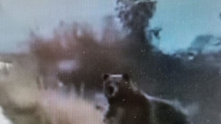 Σάστισε οδηγός στη Σιάτιστα: Εμφανίστηκαν μπροστά του 5 αρκούδες (vid)