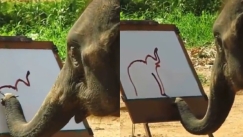  Ο ελέφαντας - ζωγράφος που έχει καταπλήξει το διαδίκτυο με τις ικανότητες του (vid)