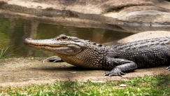 Επιχειρηματίας πίνει το αίμα κροκόδειλου δύο φορές την ημέρα για να διατηρείται σε καλή φυσική κατάσταση 