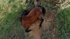Εικόνες ντροπής στην Τζια: Άλογο παστουρωμένο κρεμόταν σε πλαγιά λόγω εξάντλησης