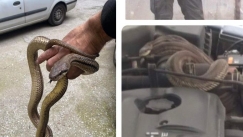 Πανικός στη Θεσσαλονίκη: Άνοιξε το καπό του αυτοκινήτου και βρήκε φίδι τυλιγμένο στον κινητήρα