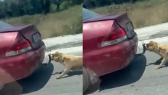 Αποκρουστικές εικόνες στη Ζάκυνθο: Έσερνε το σκύλο του πίσω από το αυτοκίνητο δεμένο με σύρμα (vid)