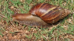 Συναγερμός για τεράστια σαλιγκάρια στη Φλόριντα: Τρώνε από κάδους μέχρι πινακίδες (vid)