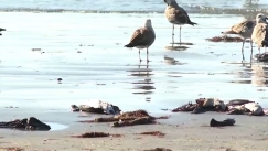 Μυστήριο στη Χιλή: Χιλιάδες νεκρά πουλιά στις ακτές (vid)