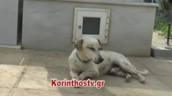 Ένας Χάτσικο...στην Κορινθία: Αξιαγάπητο σκυλάκι δε λέει να φύγει από τον τάφο του ιδιοκτήτη του (vid)