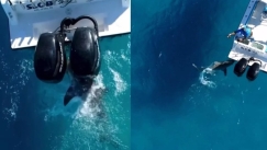 Βίντεο που σου κόβει την ανάσα: Καρχαρίας χτύπησε οκτώ φορές σκάφος και προκάλεσε «σεισμό» (vid)