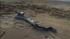 Τεράστιο δηλητηριώδες φίδι βγήκε από τη θάλασσα και «σκόρπισε» τον τρόμο στην Αυστραλία