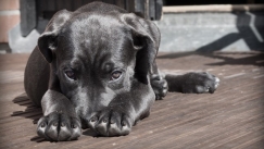 Αδιανόητη κτηνωδία: Βρέθηκε προφυλακτικό στο στομάχι σκύλου, υποψίες ότι τον βίασαν
