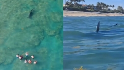 Τρομακτικά πλάνα: Ατάραχοι τουρίστες βγάζουν βίντεο τεράστιο σφυροκέφαλο καρχαρία που τους περικυκλώνει αργά και βασανιστικά (vid)