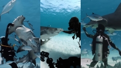 Η συγκλονιστική στιγμή που δύτης «ταΐζει» τεράστιο καρχαρία με την κάμερα του για να καταγράψει τα σωθικά του (vid)